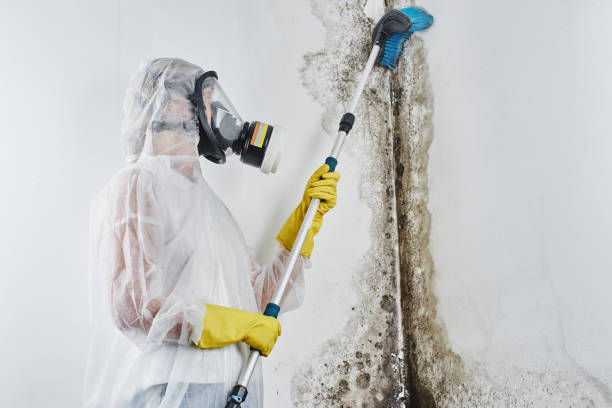 Best Biohazard Mold Removal  in Trafalgar, IN